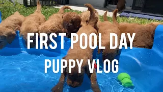 PUPPY VLOG - Puppies first pool day!