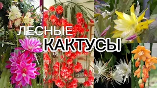 Лесные кактусы./ Эпифиллум /Марниера /Рипсалис /Селеницереус /Липисмиум /Питахайя