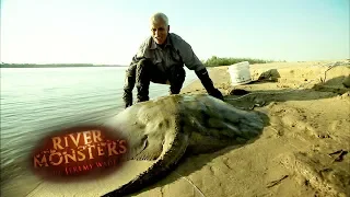 A Monstruous & Mortally Dangerous Stingray | STINGRAY | River Monsters