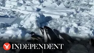 Killer whales struggle as ice traps them off Japan coast