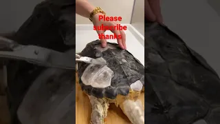 how to cook a turtle, turtle for cook #shorts