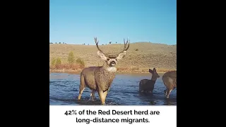 Jo the Mule Deer Arrives on Summer Range