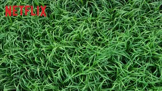 W wysokiej trawie | Oficjalny zwiastun | Netflix