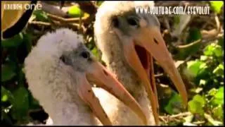 Пеликаны ржут с тебя
