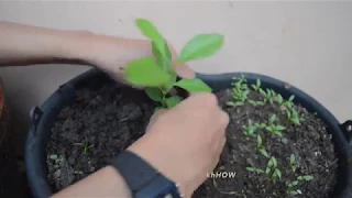 How to grow meyer lemon tree from seeds-2months old