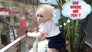 Baby Monkey Aka sad crying can't find Dad when wake up