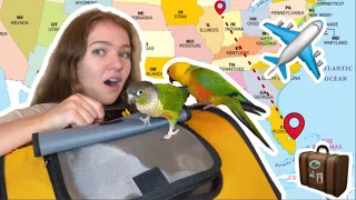 How to Travel with Your Bird! | Carrier Training & Flying with My 7 Parrots