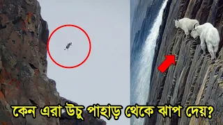 জীবনের মায়া ত্যাগ করে কেন এই প্রানী গুলো পাহাড়ের চুড়া থেকে চিরতরে ঝাপ দেয় ? বিজ্ঞানীরা পর্যন্ত হতবাক