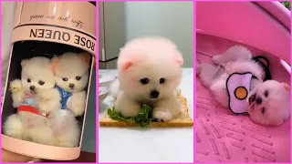 Funny and Cute Pomeranian Videos, Videos de TikTok Part 28