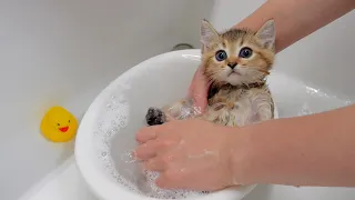 The five kittens are surprised at how good their first bath feels.