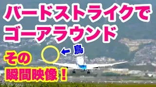 大阪伊丹空港でバードストライクの可能性の報告でゴーアラウンド（後続機）したが、はたして、本当に鳥に当ったのか？　その瞬間をとらえた映像がこれ！