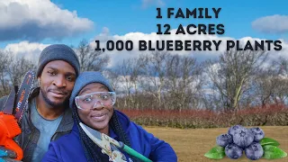 Blueberry Farm Care (No-Pick to U-Pick) | SDA Country Living