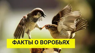 Интересные факты о воробьях.