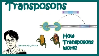 Transposons | Transposable elements | Types of transposons| how transposons work?