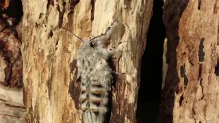 Puss Moth Cerura vinula rearing 2020