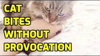 Why Do Cats Bite Their Owners For No Reason?