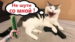 Приколы с котами! С ОЗВУЧКОЙ! СМЕШНЫЕ КОТЫ! Самые смешные животные!