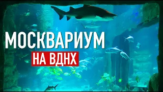 Москвариум на ВДНХ 🐠 Тут показывают рыбов