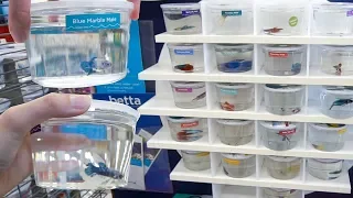 *RARE* BETTA FISH SHOPPING SPREE!! *NEW Baby BETTA FISH*