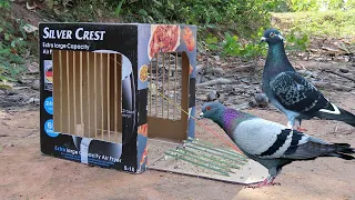 New Creative To You! Best Pigeon Trap By Using Cardboard Box | How To Catch Pigeon Easily