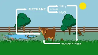 How can livestock be a part of the climate solution? The natural carbon cycle explained.