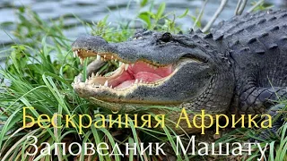 Бескрайняя Африка.Заповедник Машату.