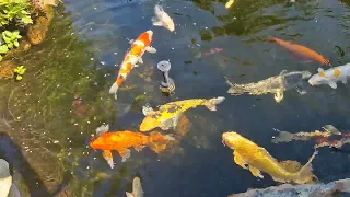 Moje kochane karpie koi, ciągle głodne 😍🐟🐟 25.08.2023