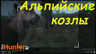 theHunter Classic. Охота в Альпах на козлов и медведей.