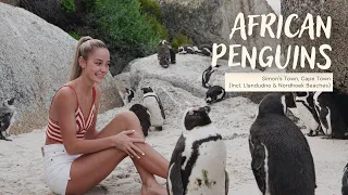Searching for African Penguins at Boulders Beach, Simon's Town, Cape Town | South Africa