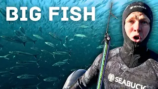 I can't believe what I saw while Spearfishing