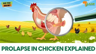 Prolapse Vent in Chicken| What it is, Causes, Symptoms & Prevention