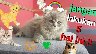 Hindari 5 Hal Ini Saat Baru Merawat Anak Kucing Yang Masih Kecil