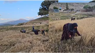 "Harvesting Success in Agricultural Land: Mrs. Farideh and Her Family's Endeavors and Determination"