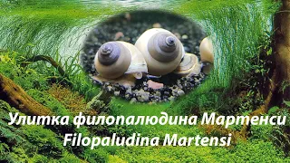 Улитка филопалюдина Мартенси / Filopaludina Martensi