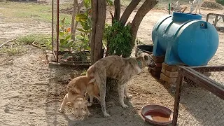 Single girl Play With Her Dog Viral Vedio Mode On // Dog Meeting