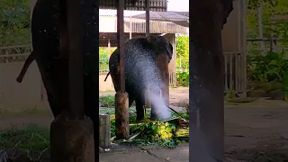 Elephant Suddenly Blows Water! 😍🐘🌊