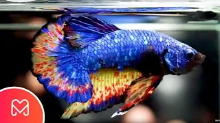 5 PEIXES BETTAS MAIS BONITOS E RAROS DO MUNDO