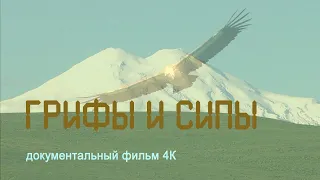 Wild nature of Russia. Kalmykia. Caucasus. Mountain Elbrus. Black Griffin. Griffon Vulture. 4K.