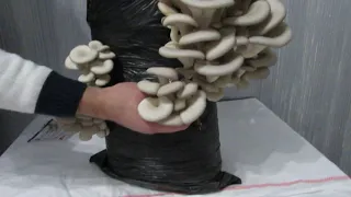 Выращивание грибов вешенка круглый год в домашних условиях с блока видеоинструкция