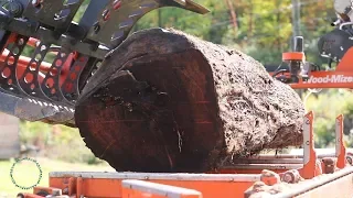 MASSIVE 40 INCH WIDE CHERRY LOG SAWMILLING