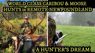 MOOSE & CARIBOU HUNTING in the REMOTE NEWFOUNDLAND WILDERNESS - A Hunter's Dream (Trophy animal!!)