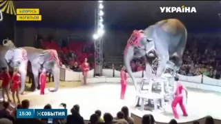 У білоруському Могильові під час виступу з двометрової висоти упав слон