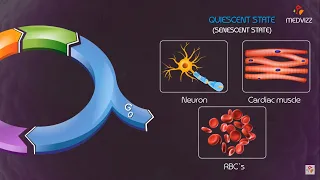 Cell cycle checkpoints and regulation Animation