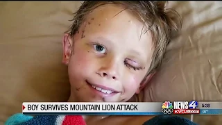 Colorado boy recovering after mountain lion attack in backyard