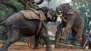 പാപ്പാനെ കൊല്ലാൻ വന്ന കാട്ടാനയ്ക്ക് മുട്ടൻ ഇടി കൊടുത്ത കലീം എന്ന കുങ്കിയാന | Kalim elephant kumki