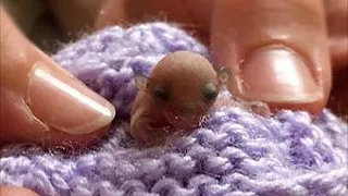 Dogs found a tiny creature in the dirt, look at him after some time