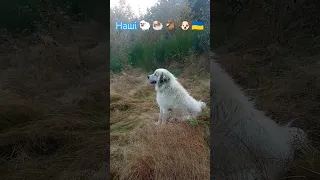 Наші 🐑🐏🐐🇺🇦 #закарпаття #село #2023 #shortvideo #ukraine #shortsvideo #свалява #вівці #dog #shorts