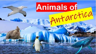 Animals of Antarctica || Fascinating Animals Found in Antarctica || #LKG #UKG #KIDS