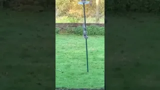 Белка пытается добраться до кормушки для птиц. Squirrel is trying to get to the bird feeder