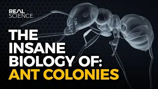 The Insane Biology of: Ant Colonies